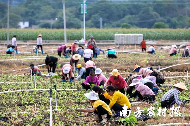 16万亩连州菜心开启千人播种