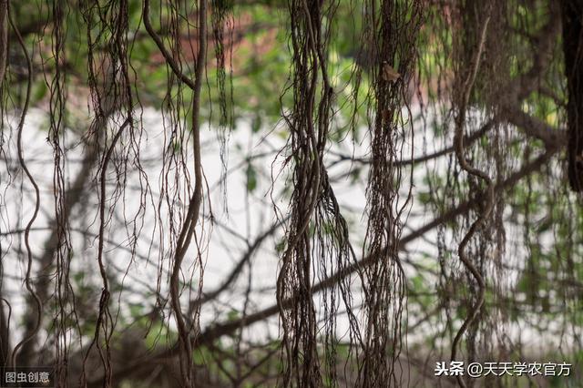 静止的植物，凭什么能活得比恐龙久？它的逆境生存法则，太强大