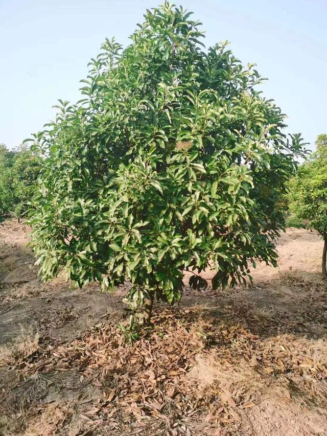 椤木石楠树的种植方法