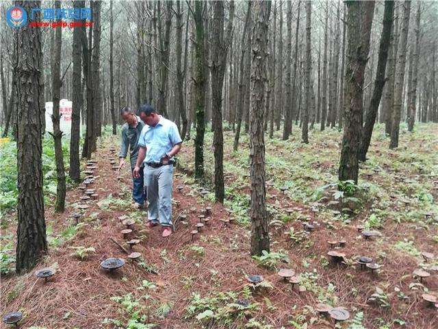 广西钟山：农民创建百亩灵芝扶贫产业实现“致富梦”