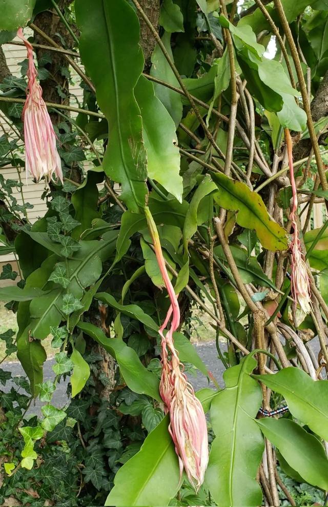 昙花今年秋季能否开花，其实在春夏季节就能看出迹象了