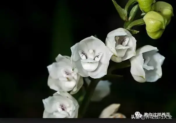 15种长成妖精的奇花异草，见过4种以上就是大神