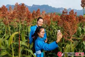 高梁种植基地(河池南丹：五百亩高粱地成为网红打卡热点)