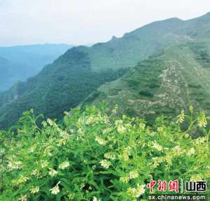 浑源黄芪种植合作社(山西浑源：恒山黄芪 聚业成势)