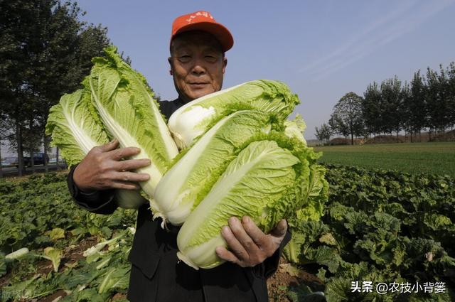 怎样才能种出高产优质的大白菜？掌握这些种植管理技巧