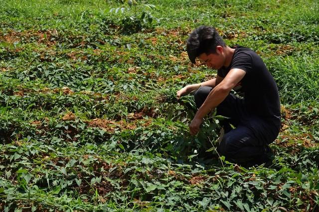 这些农村“野草”其实是高价药材，见到可别浪费了哦