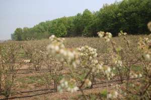 河南适合种植蓝莓吗(鲁山县库区乡：蓝莓花开“不争春”果熟“农家乐”)