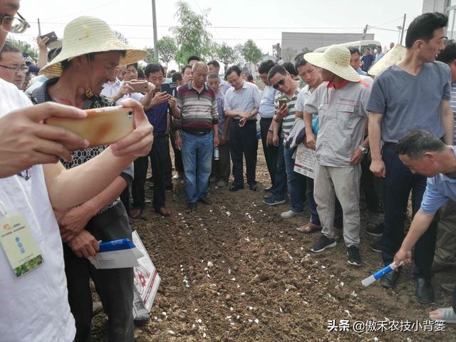 不分瓣的单瓣独头蒜是怎样种出来的？掌握住这8个种植技巧