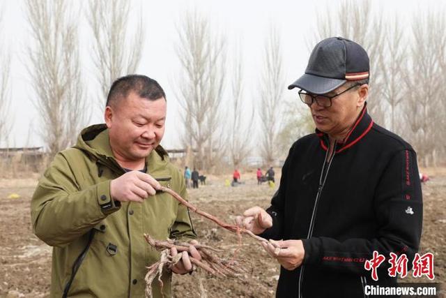 新疆兵团：中药材种植开辟增收新途径