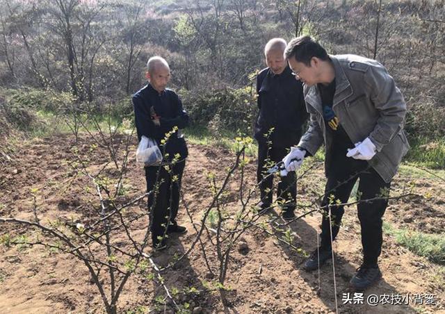 花椒树怎样选好苗？花椒树苗如何栽种？花椒树苗前3年如何修剪？