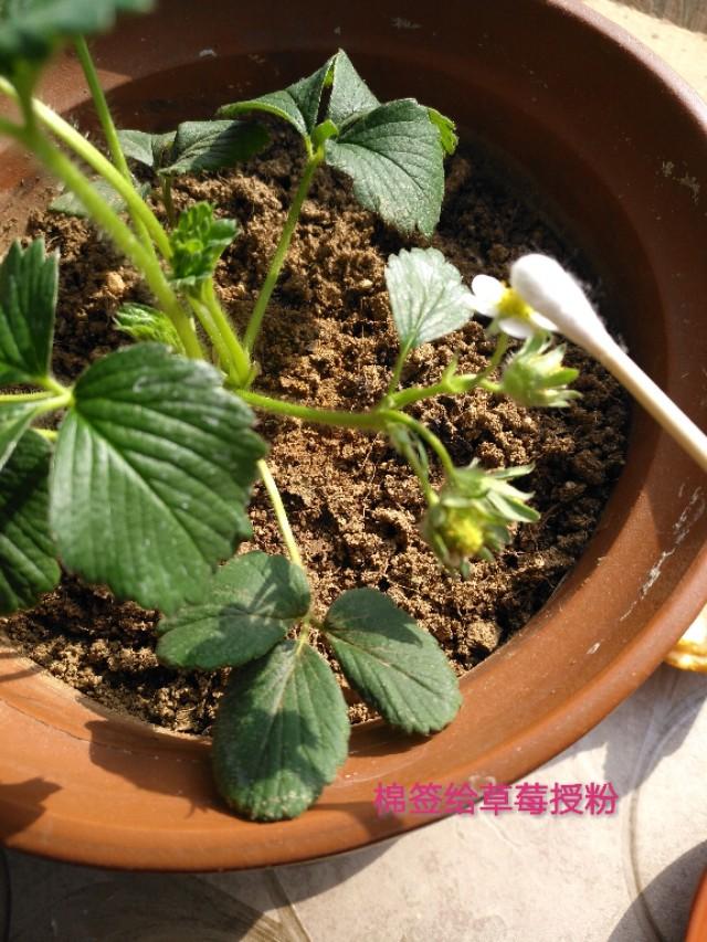 春天家庭种植盆栽草莓，既好看又好吃，一不小心嘟噜噜结满盆