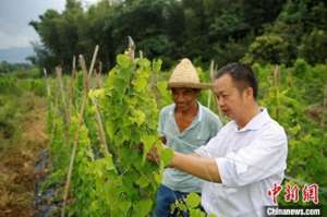 寻求中药材种植合作(（乡村行·看振兴）江西安福乡贤返乡创业 探寻中草药里的“致富经”)