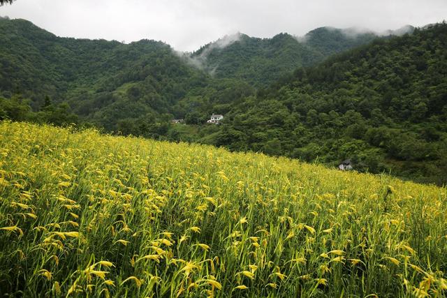 黄花菜如何才能高产？培土时间最关键，过早过晚都会减产