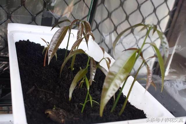 芒果的果核这样处理，不出3年就能在花盆里开花结果了