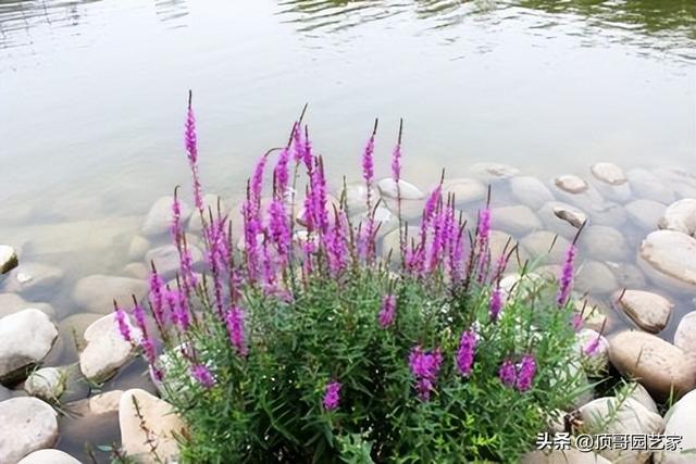 庭院自然式水景边适合种什么植物？这6种植物值得拥有