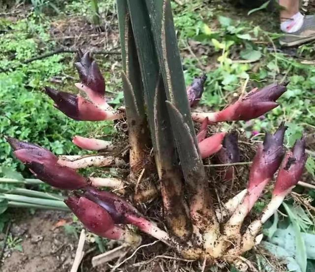 大山里一种野菜“洋荷”，人们称之为森林人参，您是否认识