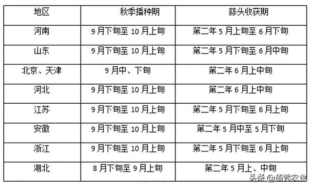 大蒜何时播种，又该如何治虫除草？掌握3点技术，获得高产并不难