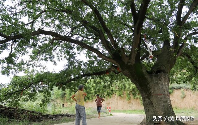 几年前推广栽植的皂角树，如今成为“鸡肋”，农民处于两难境地