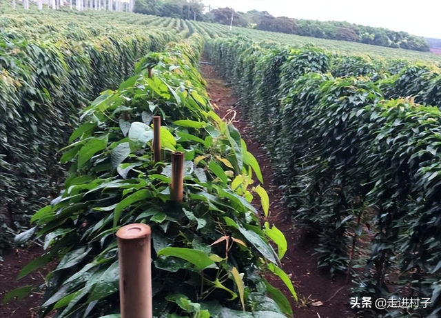 山药种植方法介绍，掌握这些方法和管理技巧，产量高病虫害少