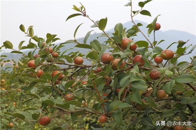 油茶种植栽培技术，掌握起来可以提升产量，获得好收成