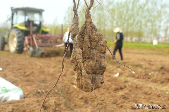 农村有种中药材，野生的被捧上天，人工种植产量堪比红薯