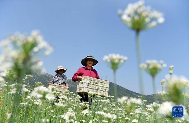 山东沂源：韭花盛开采收忙