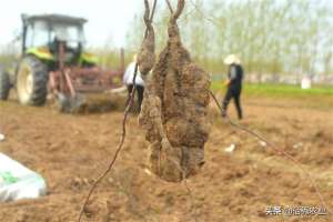 农村种植中药材(农村有种中药材，野生的被捧上天，人工种植产量堪比红薯)