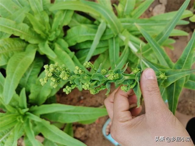 叶菜现花蕾要开花，怎么自留菜种？选好留种植株后再针对加强管理