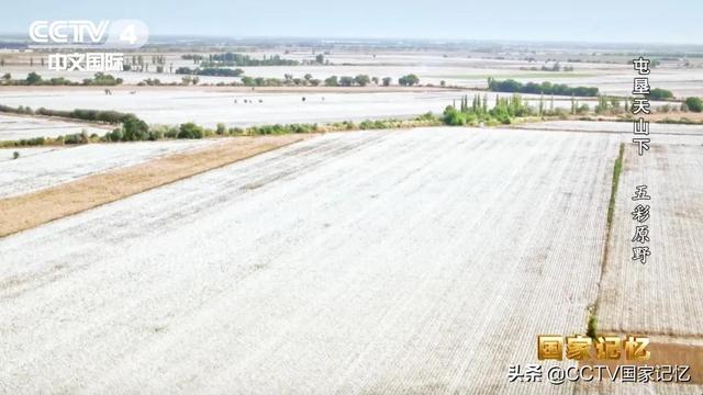 这组新疆生产建设兵团种植棉花的数字，你一定要知道