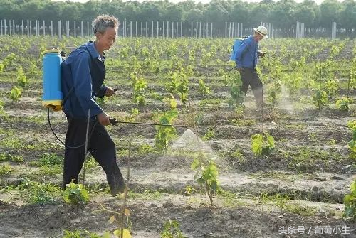 葡萄栽植第一年关键管理技术！如何才能种植好？