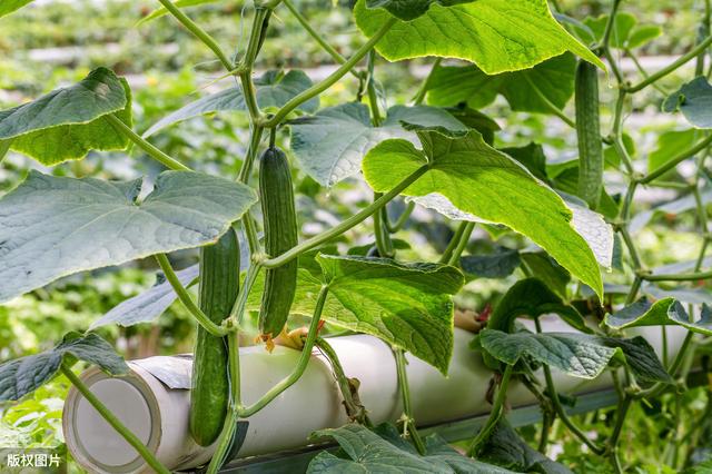 日光温室无公害水果黄瓜种植技术，让想吃水果黄瓜的你吃得放心