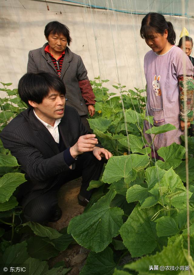 黄瓜种植，如何有效防治靶斑病、霜霉病、细菌性角斑病、炭疽病？