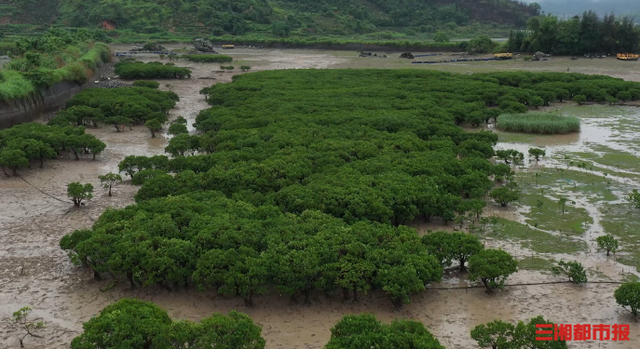 万树成千岛，“海岸卫士”红树林种植有多难？