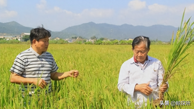 竹稻：通过杂交青皮竹和水稻培育而成，具有竹子和水稻的优良特性