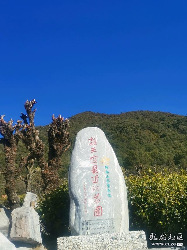 这里是“离天空最近的茶园”，海拔两千四