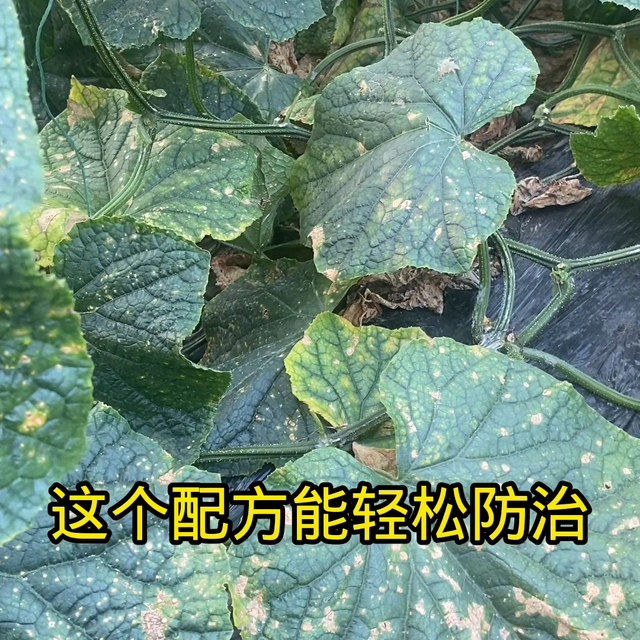 黄瓜种植，学会这招，农民轻松做专家@DOU+小助手