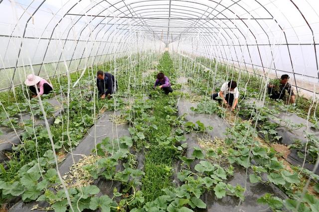 实用的大棚甜瓜种植技巧，学会了你也能轻松拿高产，建议收藏