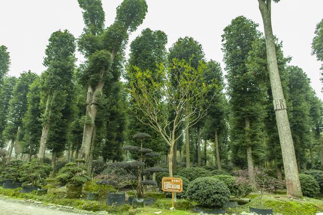 金丝楠木树苗种植 帝王之木财富之旅