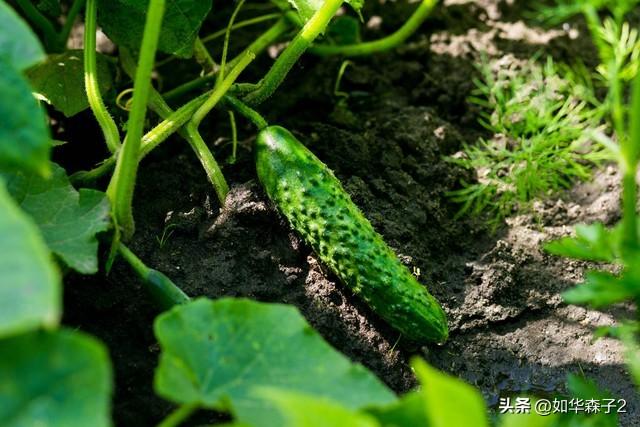 晚豆角、晚黄瓜最佳种植时间，掌握4个管理技巧，一茬一茬摘不完