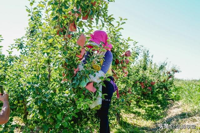 孙培博：果园土壤、水肥管理的哪些坑，你踩过多少？（一）