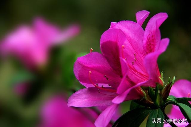 花卉种植技巧：花卉中地位极高的映山红种植方法，以及病虫害防治