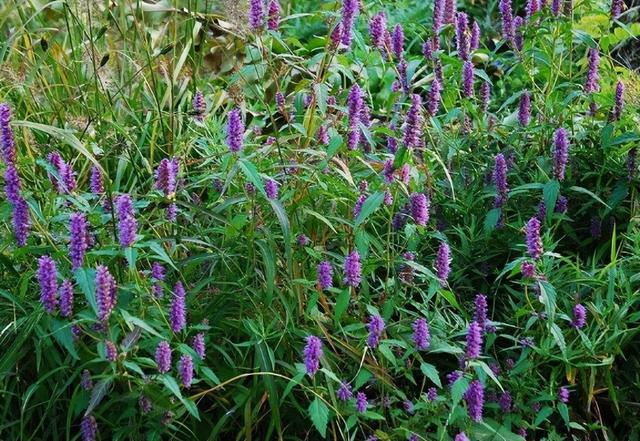 5种常用来泡凉茶喝的植物，广东人夏季常喝，你家山上可能也有