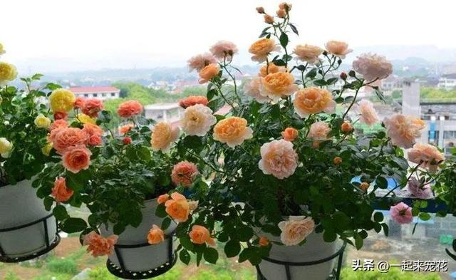 8月种上4种漂亮花，好养好看长势旺，轻松开成小花园