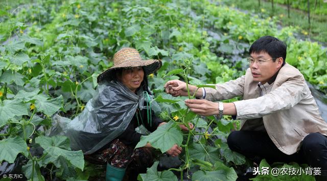 黄瓜种植，如何有效防治靶斑病、霜霉病、细菌性角斑病、炭疽病？