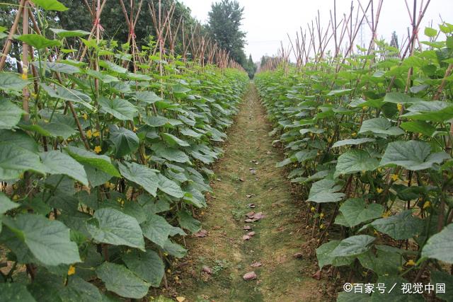 农村种菜好项目，这几种菜赚钱简单易种植