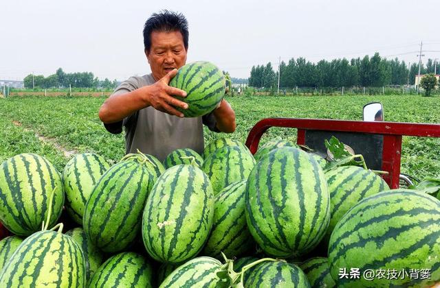 不花钱、不打药、绿色环保无公害，10个方法巧治植物病虫害