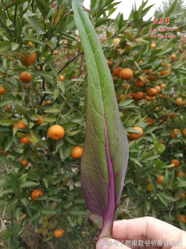 芒果君爷爷：红菜苔炒腊肉，品味湖北从这道中国名菜开始