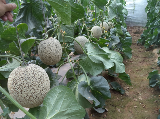 中国太空“种菜”成果丰硕，多种作物“落地”后产量大增