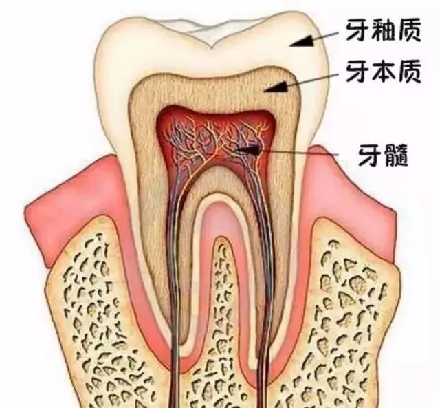 根管治疗后要我带牙冠？医生你没骗我吧？