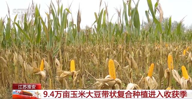 金橙橙 黄灿灿！这里9.4万亩玉米大豆带状复合种植进入收获季